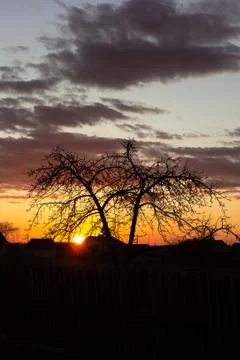 Lonely tree on sunset background Photos