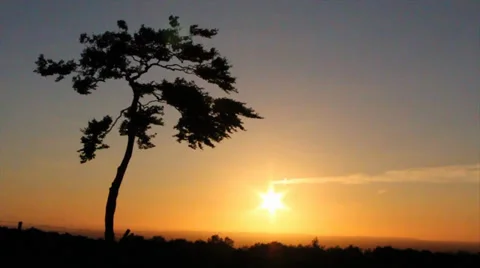 Lonely tree at Sunset 库存影片 37847702