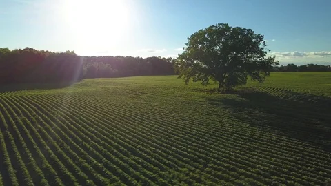 Lonely Tree Sunset 動画素材 91702765