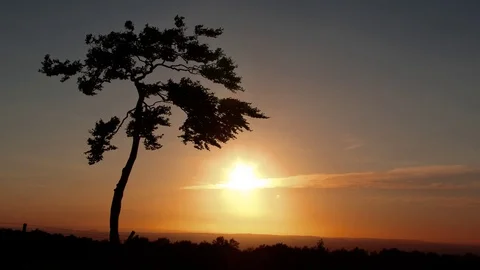 Lonely Tree at sunset Stock Footage 93782042