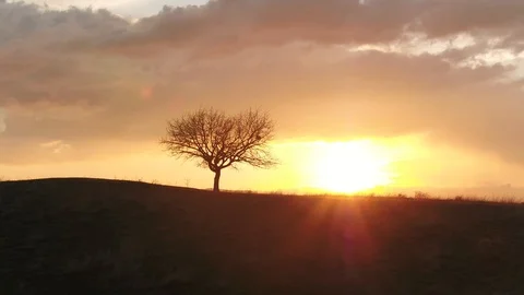 Lonely tree at sunset Stock Footage 123093273