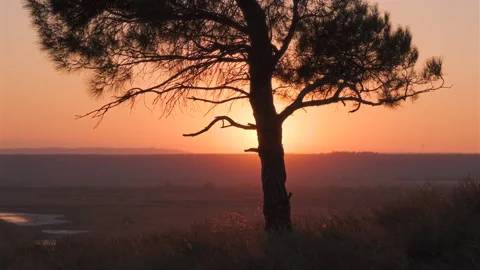 Lonely Tree at Sunset Over Open Landscape Video stock 323560670