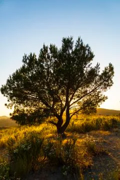 Lonely tree in sunset Stock Photos