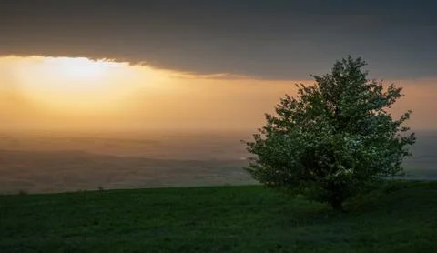 Lonely tree at sunset Stock Photos