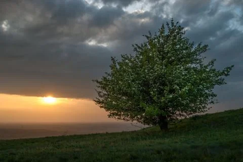Lonely tree at sunset Stock Photos