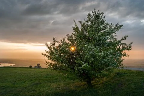 Lonely tree at sunset Stock Photos
