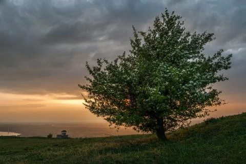 Lonely tree at sunset Stock Photos