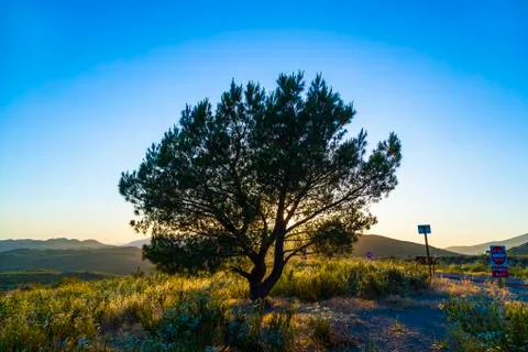 Lonely tree in sunset Foto stock