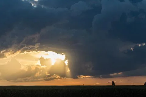 Lonely tree at sunset Stock Photos