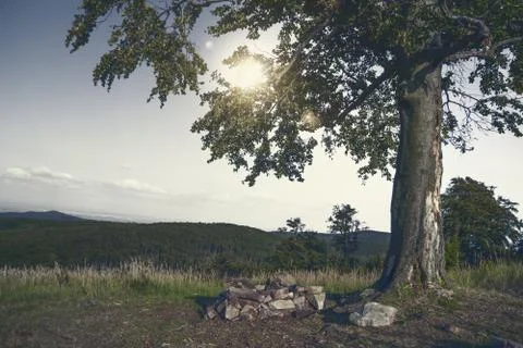 Lonely tree in sunset Stock Photos