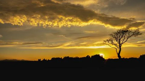 Lonely Tree sunset Stock Photos