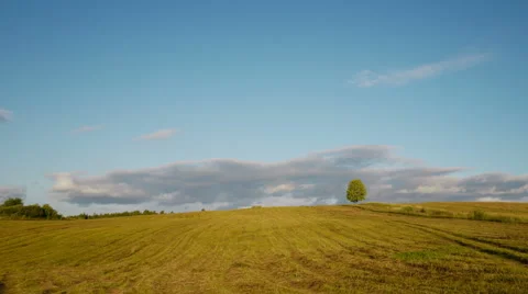 Lonely tree on sunset time 스톡 동영상 52994379