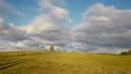 Lonely tree on sunset time 4k or 4k+ Resolution