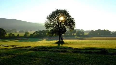 Lonely tree in sunset time Stock Footage 138456174