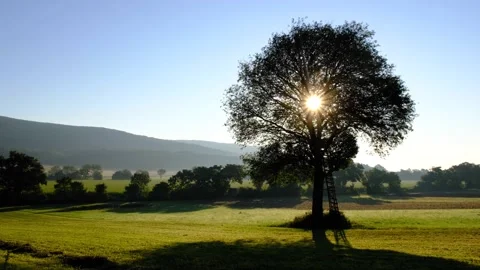 Lonely tree in sunset time Stock Footage 138456227