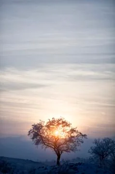 Lonely tree at sunset in winter Stock Photos