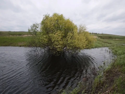 Lonely tree in a swamp in the wind in cloudy weather Stock Footage 72706376