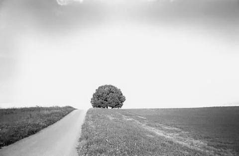 A lonely tree  in the Swiss fields and countryside shot with analogue photogr Stock Photos