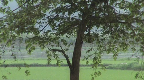 Lonely Tree Tilt Up Stock Footage 356600