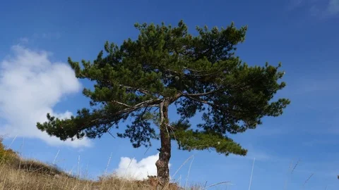 Lonely Tree on the Top of the Hill Stock Footage 81530300