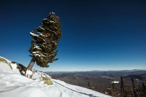Lonely tree on the top of mountain with panoramic view Stock Photos