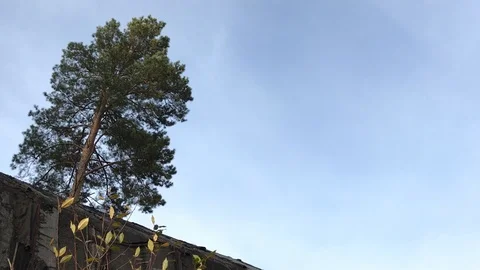 Lonely tree towering over an abandoned warehouse Stock Footage