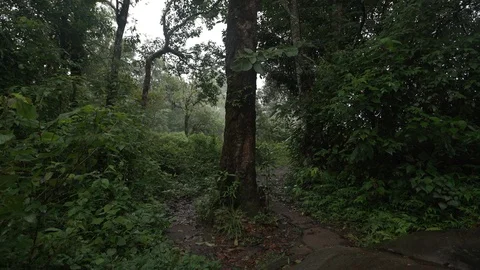 Lonely tree on tropical rainforest path Stock Footage 92398444