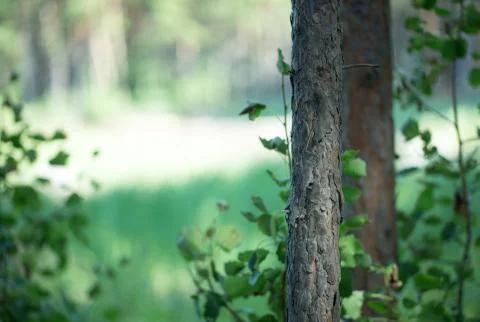 Lonely tree trunk Stock Photos