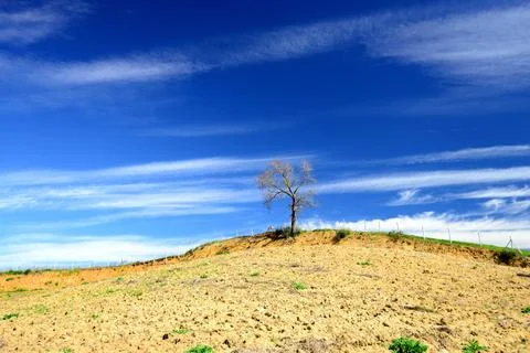 Lonely Tree Under Dramatic Blue Sky on a Hill Stock Photos