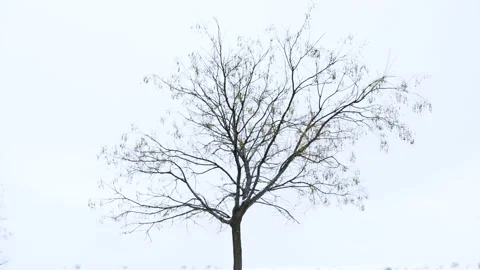 Lonely tree under snowfall Stock Footage 166690387