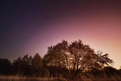 Lonely tree under the starry sky Foto stock
