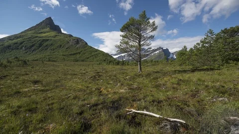 Lonely tree under Straumshornet Stock Footage 87806998