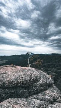 Lonely tree view from the top of the mountain Stock Photos