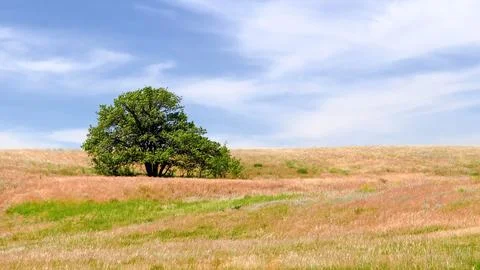 Lonely tree in the Volga steppes Stock Photos