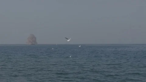 Lonely tree in the water 2 Stock Footage 78138399