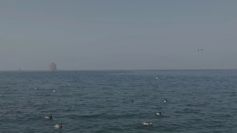 Lonely tree in the water Stock Footage 78138398