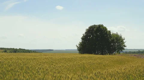 Lonely tree on a wheat field Stock Footage 53586437