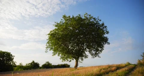 A lonely tree in a wheat field Stock Footage 204145413