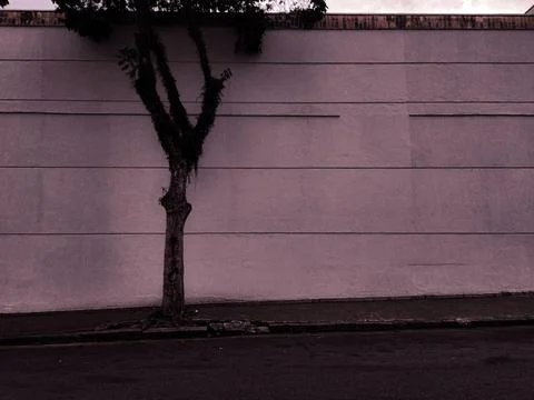 Lonely Tree on White Wall Stock Photos