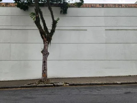 Lonely tree by a white wall Stock Photos