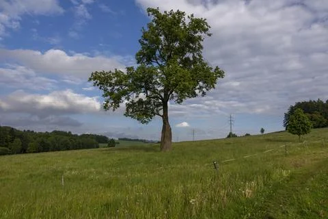 Lonely tree on wide meadow with distant power lines under cloudy sky Stock Photos