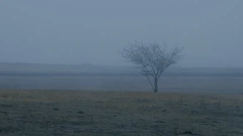 Lonely Tree in Windy Misty Steppe, Cinematic Landscape Vídeo Stock 344038007