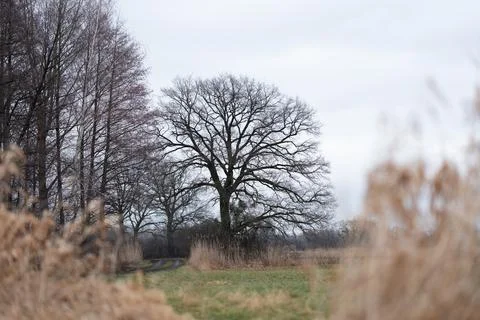 Lonely tree in winter with branches resembling crown Фото