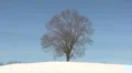 Lonely tree on winter field HD Footage
