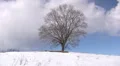 Lonely tree on winter HD Footage