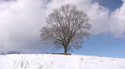 Lonely tree on winter 스톡 동영상 2314946