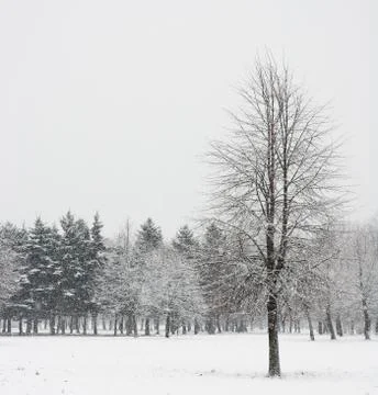 Lonely tree in winter forest Stock Photos