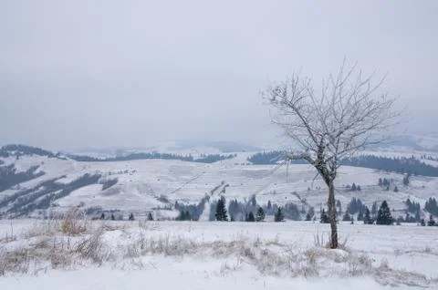 Lonely tree in winter mountains Stock Photos