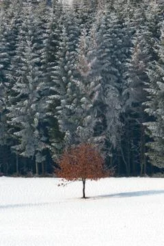 Lonely tree in winter Stock Photos