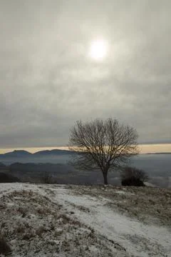 Lonely tree in winter Stock Photos